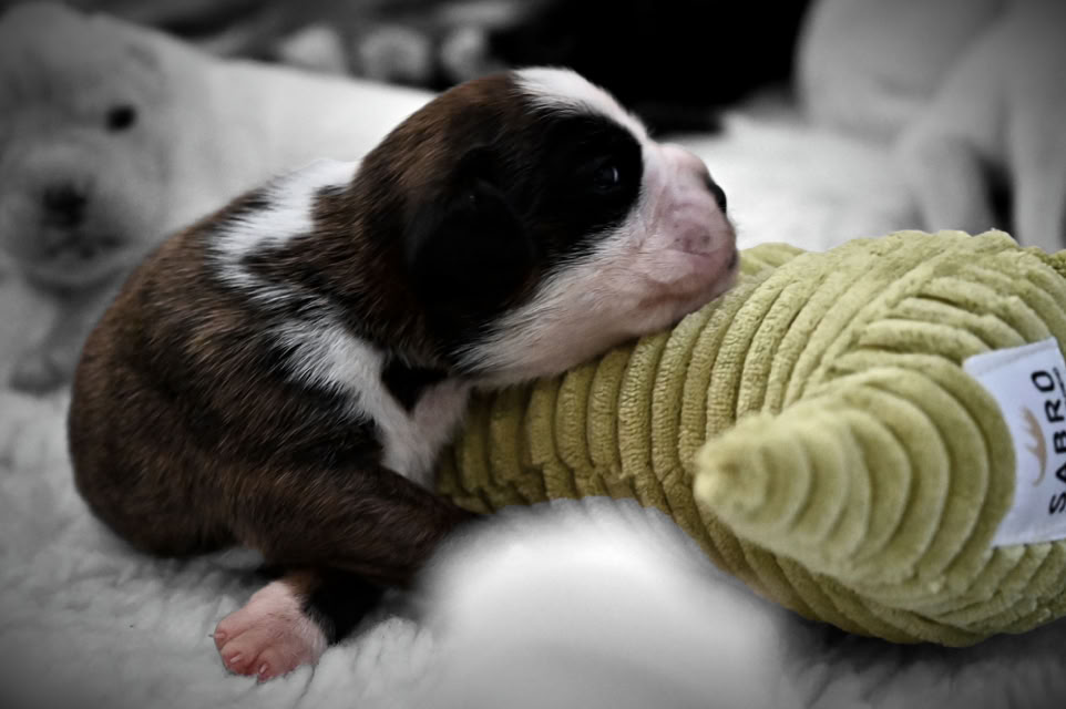 Bendix von den Feuerelfen