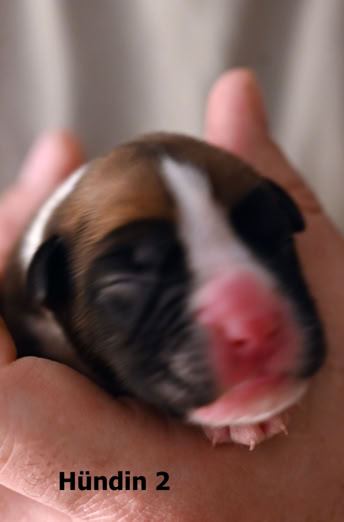 Welpe 2