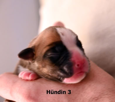 Welpe 3